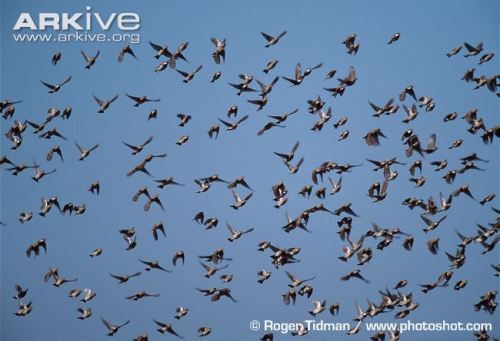 sparrow-flock-in-flight
